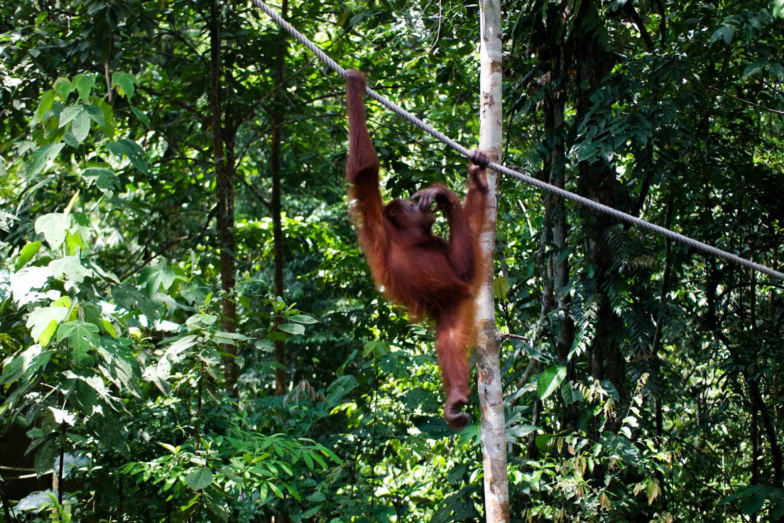 Borneo Travel Diary