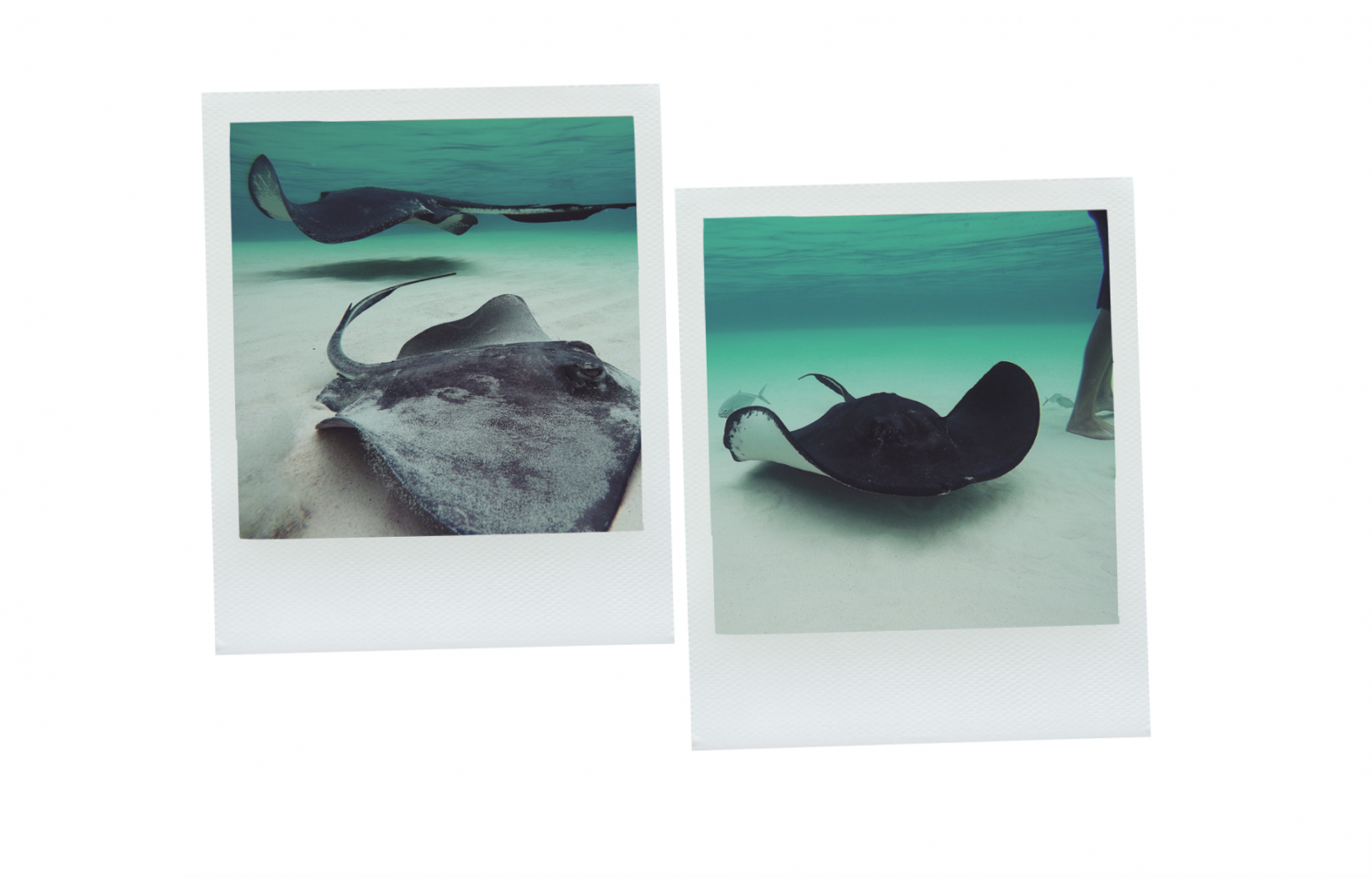 Cayman Islands - Stingray City Underwater Shots