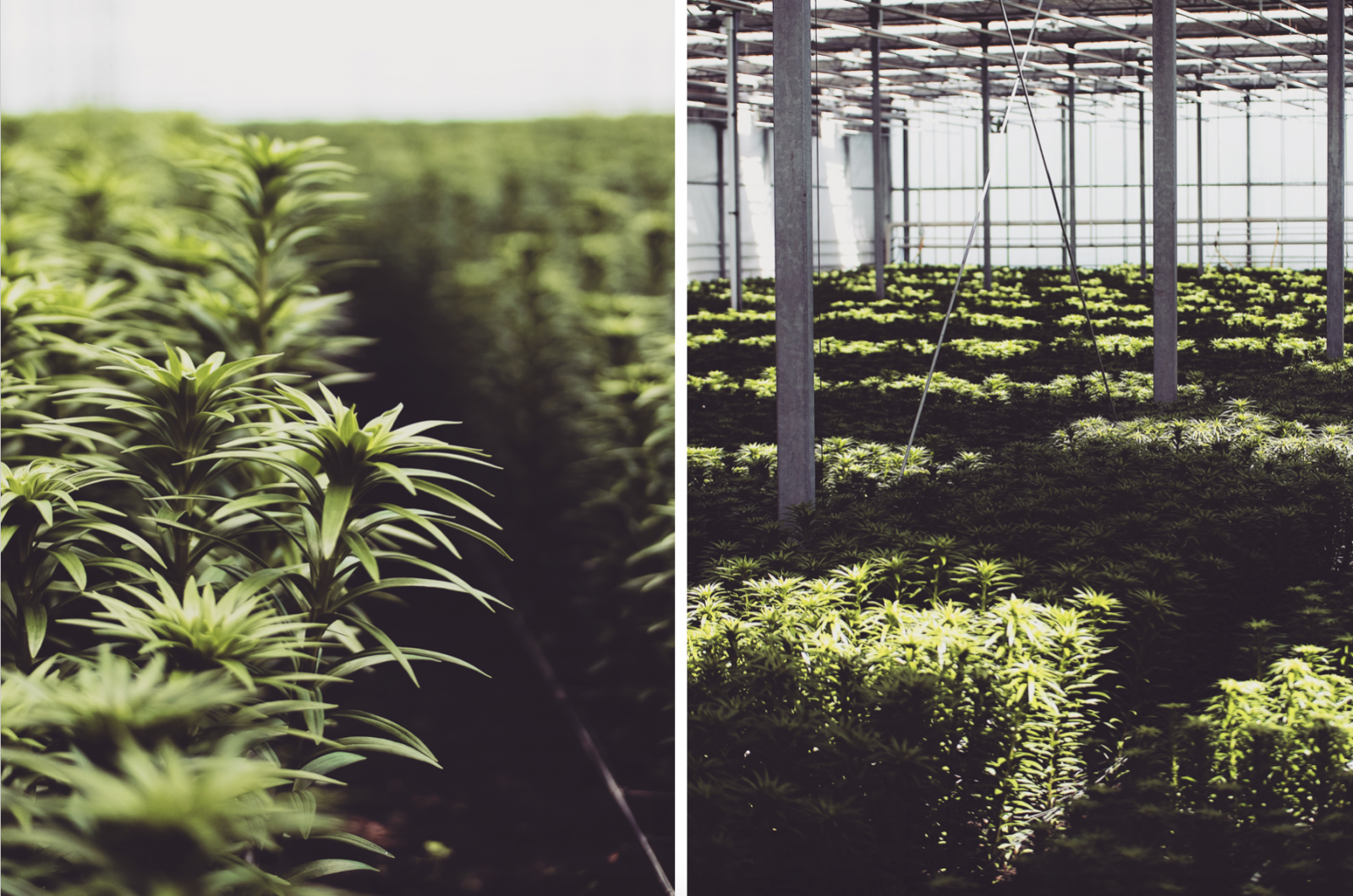 48 Hours In Amsterdam - Lilies Greenhouse