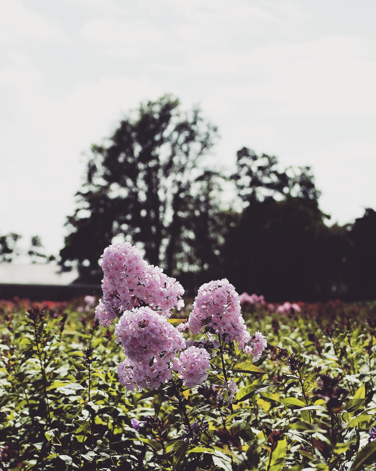 48 Hours In Amsterdam - Pink Flower Fields